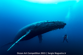 "The Humpback and a Friend" 4th Place - Sergio Luiz Norueira Junior