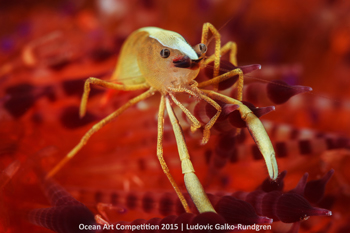 "Brooke’s Shrimp Portrait" 4th Place - Ludovic Galko-Rundgren