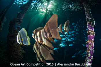 "Batfish crew" 4th Place - Alessandro Buzzichelli