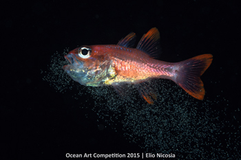 "The Birth" 5th Place - Elio Nicosia