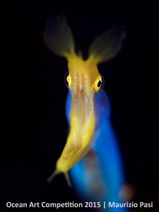 "Ribbon Eyes" 5th Place – Mirrorless Macro