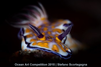 "Chromodorididae Beautiful Risbecia" HM – Stefano Scortegagna