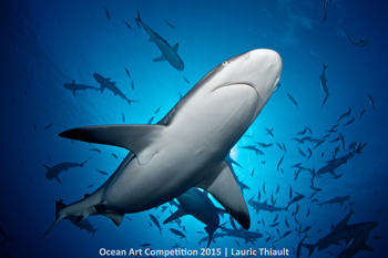 "Ma’omauri" 5th Place - Lauric Thiault