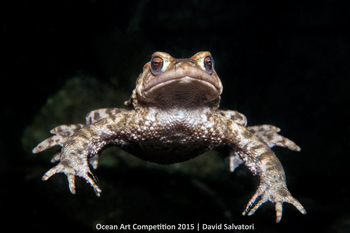 "The Prince" 5th Place - David Salvatori