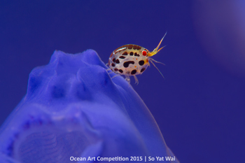 "Sunrise on Purple Mountain" 5th Place - So Yat Wai