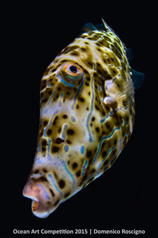 "Geronimo" 6th Place - Domenico Roscigno