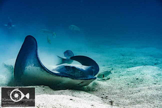 While shooting macro with Nikon D810 and a 105mm lens, I came across this Bat Ray foraging. I quickly adjusted my settings to ISO 320, f/9, 1/125th, and using ambient light was able to get this shot from a distance of about 10 feet. Brook Peterson bat ray in sand