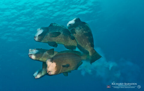 Humphead Parrotfish spawning. Photo: Richard Barnden
