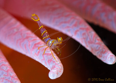 Candy Stripe Shrimp (Lebbeus grandimana). My first time ever seeing or shooting a tiny juvenile Candy Stripe Shrimp, shot with my Nauticam Super Macro Converter and not enhanced or cropped in PhotoShop. This Shot became the cover of my 2015 15-month calendar. Nauticam Super Macro Converter - ISO 250, 100mm, f/20, 1/160th
