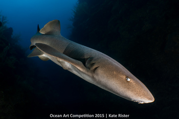 "Out of the Blue" 3rd Place - Kate Rister