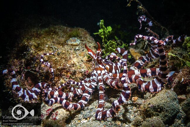 This Wonderpus was perfect for a 60mm lens because it was fast moving, and was about the size of my hand. It filled the frame on my crop sensor Nikon D7000 camera, using a single strobe on low power from above. ISO 100, 1/250th, f/16 Brook Peterson wonderpus octopus