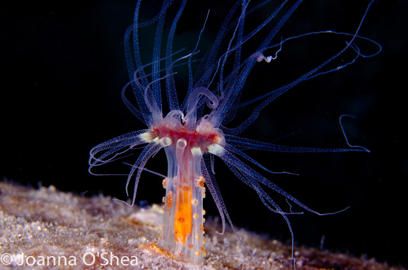Even the hydroids are full of color, texture and contrasts. Photo: Jo O'Shea