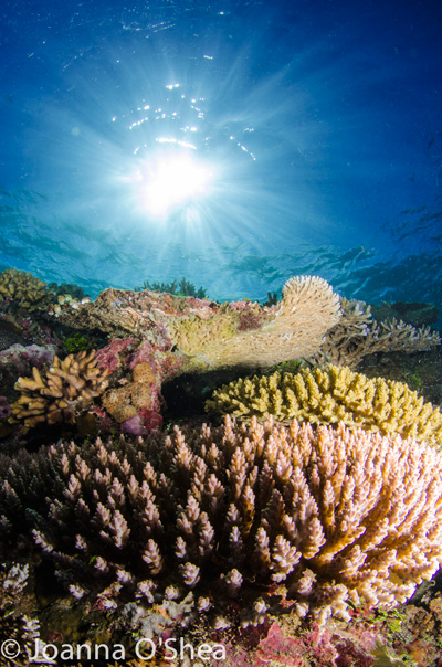 Sun, clear water and great reefs - what more do you need? Photo: Jo O'Shea