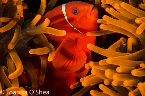 A clownfish peers out from its host anemone. Another fun macro subject in the Solomons. Photo: Jo O'Shea