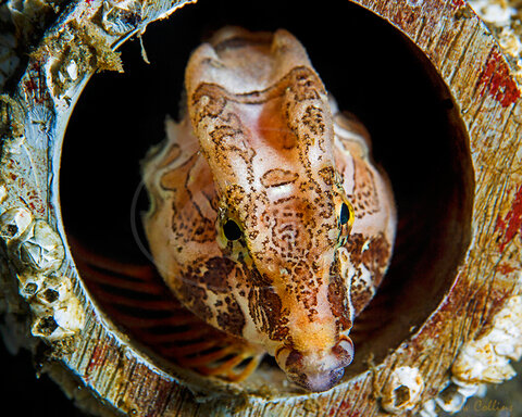 Grunt Sculpin (Rhamphocottus richardsonii). Grunts are one of my favorite animals. They display amazing personalities and make grunting sounds while they hop along the bottom. ISO 125, 100mm, f/10, 1/200th