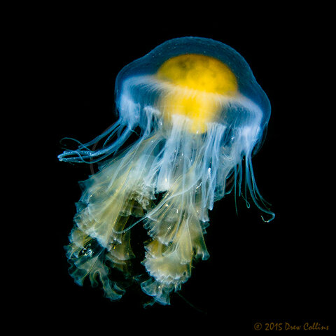 Egg yolk Jelly (Phacellophora camtschatica). My most popular and important shot to date. This image was shot at night at a popular West Seattle dive spot and is published in ‘The Salish Sea: Jewel of the Pacific Northwest’. ISO 100, 17mm, f/6.3, 1/200th