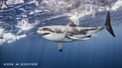 A great white shark races below the surface. Canon 5Ds with Canon 8-15mm fisheye in Ikelite housing. Photo: Ken Kiefer