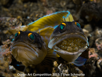 "Jawfish Couple with Next Generation" Honorable Mention - Uwe Schmolke