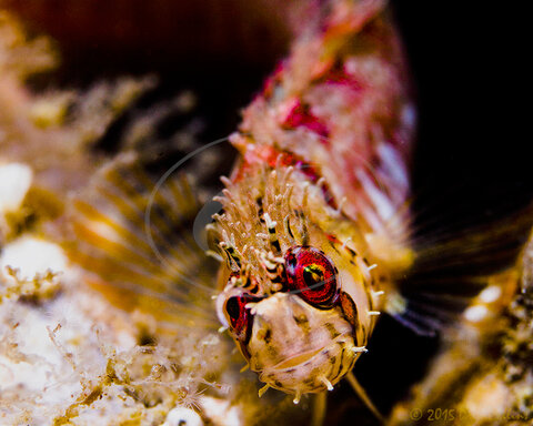 Mosshead Warbonnet (Chirolophis nugator). Rare and difficult to find in Puget Sound, although can be seen often at a couple dive spots. The Seattle / Bremerton Ferry passed over head twice while I was on this dive. ISO 100, 60mm, f/7.1, 1/200th
