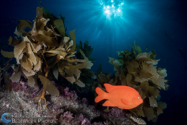 Sunburst, palm kelp and a California garibaldi. Photo: Kelli Dickinson Sony RX100 IV review