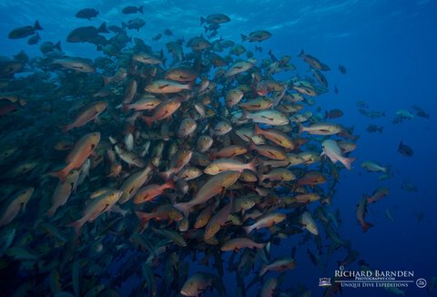 Twin Spot Snapper School. Photo: Richard Barnden