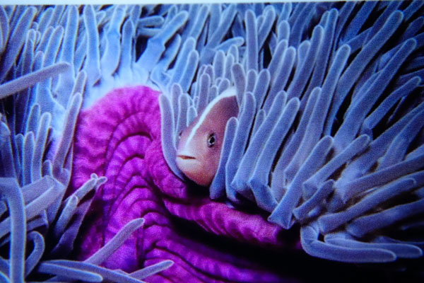 Bluewater +7 lens at 70mm Sony RX100 IV wet lens tests