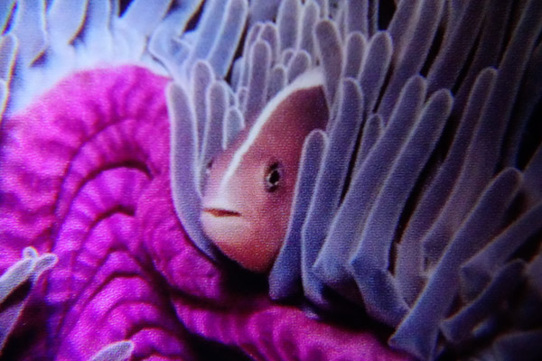 2 stacked Bluewater +7 lenses at 70mm Sony RX100 IV macro lens tests