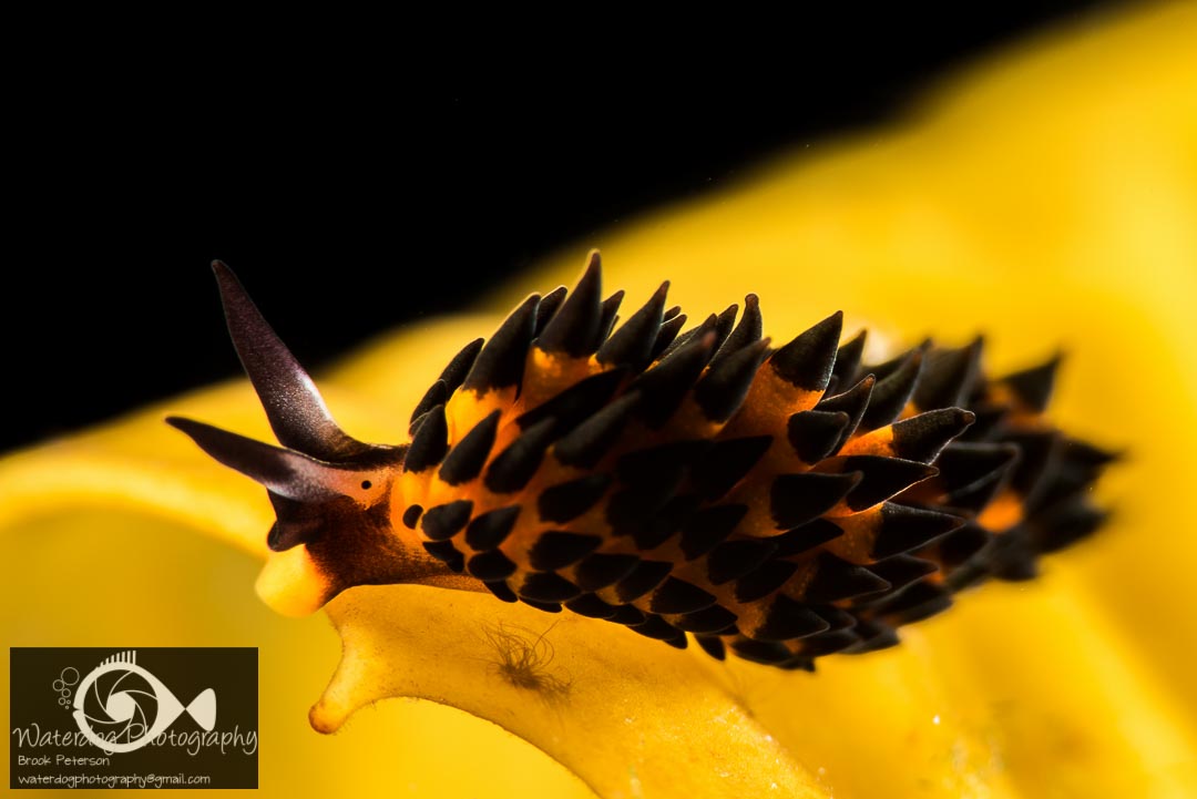 rare Socoglassan sea slug makes a chal-lenging subject. At just 5mm long, a +10 diopter was required to magnify it on a full frame sensor. Even lighting from two YS-D1 strobes light the entire animal. Nikon D810, ISO 100, 1/320th, f/25