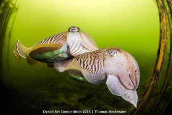 "Wedding Dance of the North Sea Elves" HM – Thomas Heckmann
