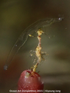 "Underwater Surfer" HM – Kiyoung Jang
