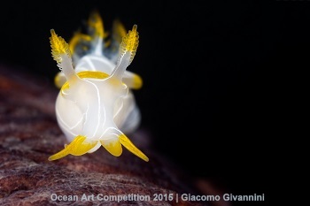 "Yellow Cow" HM – Giacomo Givannini