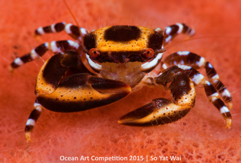 "Porcelain Crab" HM - So Yat Wai