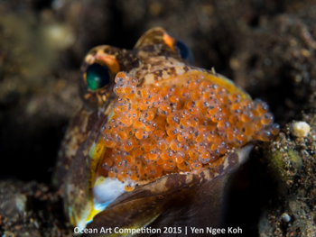 "More than a Mouthful" HM – Yen Ngee Koh