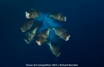 "Life Begins" HM – Richard Barnden