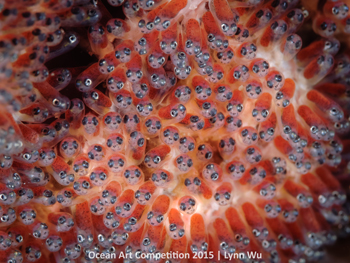 "Clownfish Eggs" HM – Lynn Wu