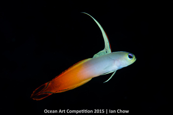 "Mr Grumpy" HM – Ian Chow