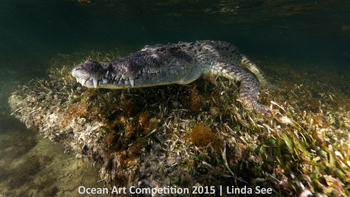 "Crocodile Waiting Game" HM – Linda See