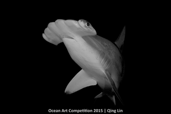 "Hammerhead Shark " HM - Qing Lin