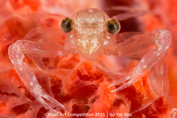 "Transparent" HM – So Yat Wai