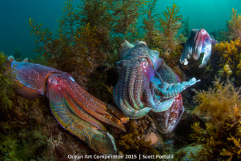 "The Game" HM - Scott Portelli