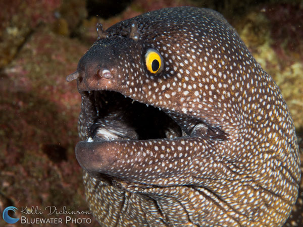 Moray eel portrait in the Sea of Cortez. Olmpus OM-D E-M5 Mark II with Olympus 60mm macro lens and dual YS-D2 strobes. ISO 100, F16, 1/100. Photo: Kelli Dickinson