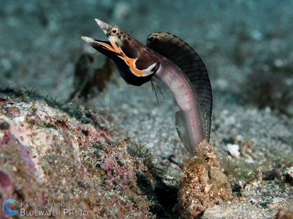 Orange Throat Pikeblenny in the Sea of Cortez. Olympus OM-D E-M5 Mark II with Olympus 60mm macro lens and dual YS-D2 strobes. ISO 100, F8, 1/250. Photo: Kelli Dickinson