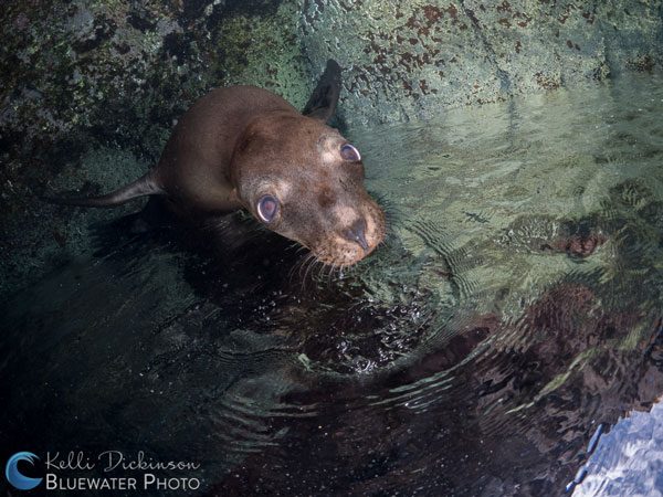 Sea lion upside down in La Paz. Olympus OM-D E-M5 Mark II with Olympus 8mm fisheye lens and dual YS-D2 strobes. ISO 100, f/8, 1/250. Photo: Kelli Dickinson
