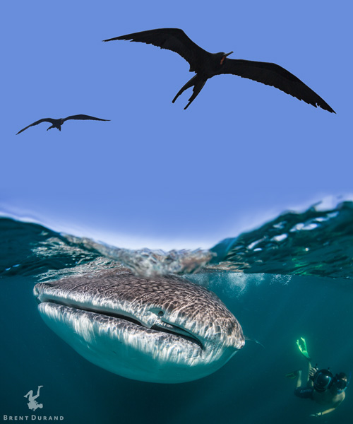 A diver photographs a whale shark with frigates in close pursuit. Whale shark shot with Tokina 10-17mm and frigates with Canon 70-200mm.