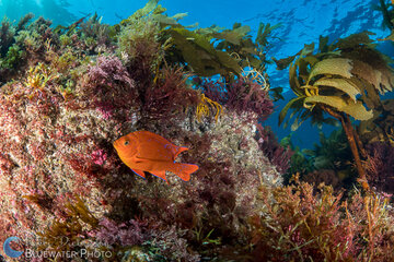 A Garibaldi cruises a California reef. Sony a7R II with 16-35mm lens and dual YS-D2 strobes. ISO 100, f/8, 1/125. Photo: Kelli Dickinson