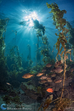 California sunburst and kelp. Sony a7R II with Sony FE 28mm plus FE Conversion Lens @ F8, 1/125th, ISO100. Photo: Kelli Dickinson