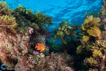 California reef scene. Sony a7R II with 16-35mm lens and dual YS-D2 strobes. ISO 100, f/8, 1/125. Photo: Kelli Dickinson