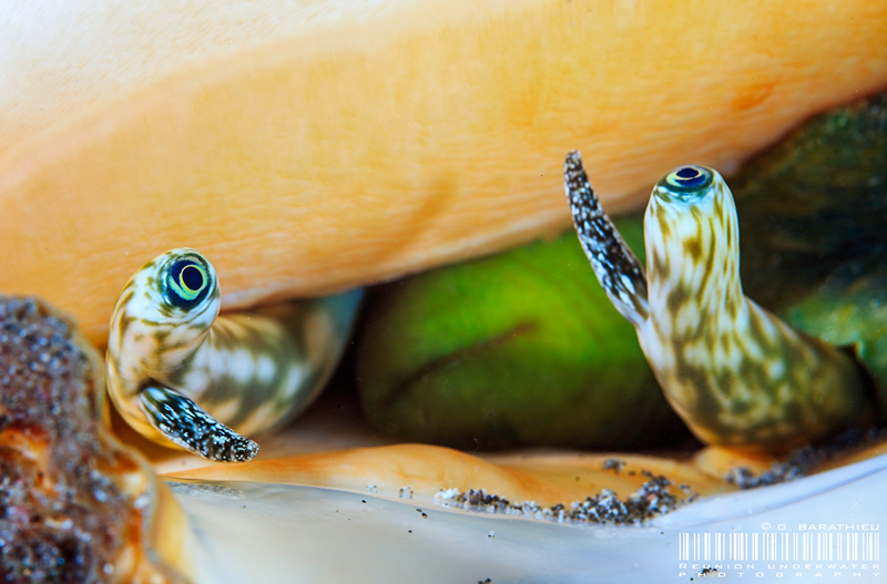 Shell eyes. Do you know that the shellfish has eyes? Proof is in this image, with a focus on the eyes of a large 5-fingers shell that I met while diving.