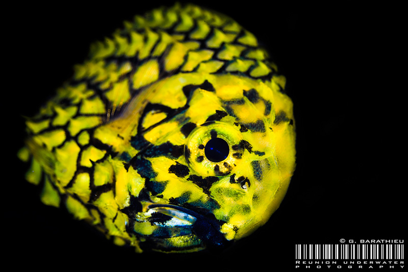 Pineconefish (Monocentris japonica). Adults are found between 20 and 200 m depth, juveniles occasionally in shallower water.