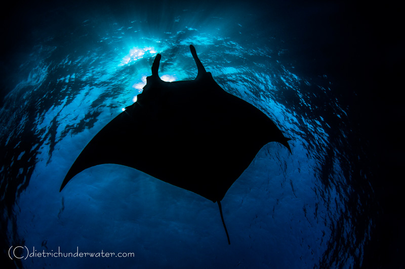Black Manta - Canon 7D, Tokina 10-17, f/20, 1/200th, ISO 320 Craig Dietrich - Black Manta